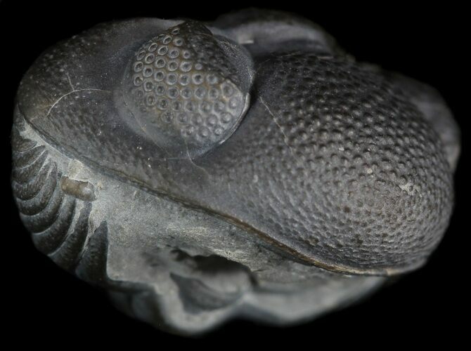 Enrolled Eldredgeops (Phacops) Trilobite - New York #50302